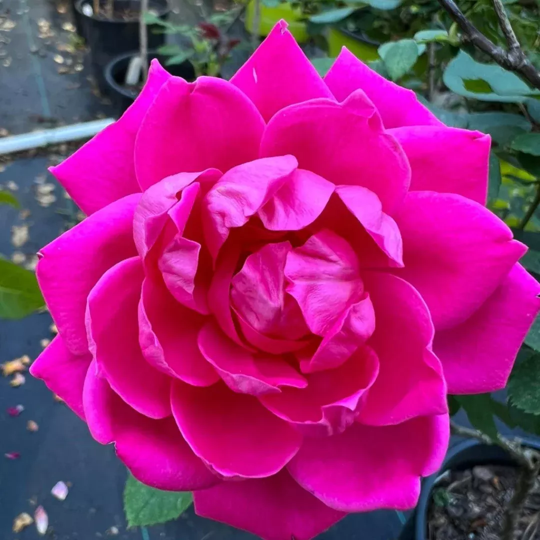 Pink Double Knock Out Rose – Continuous Double Pink Blooms (Rosa ‘Radtkopink’)