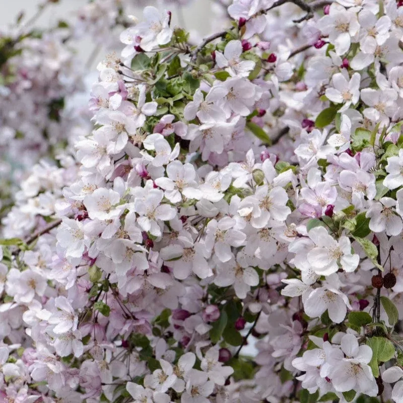 ‘Pink Glow’ Crabapple Tree
