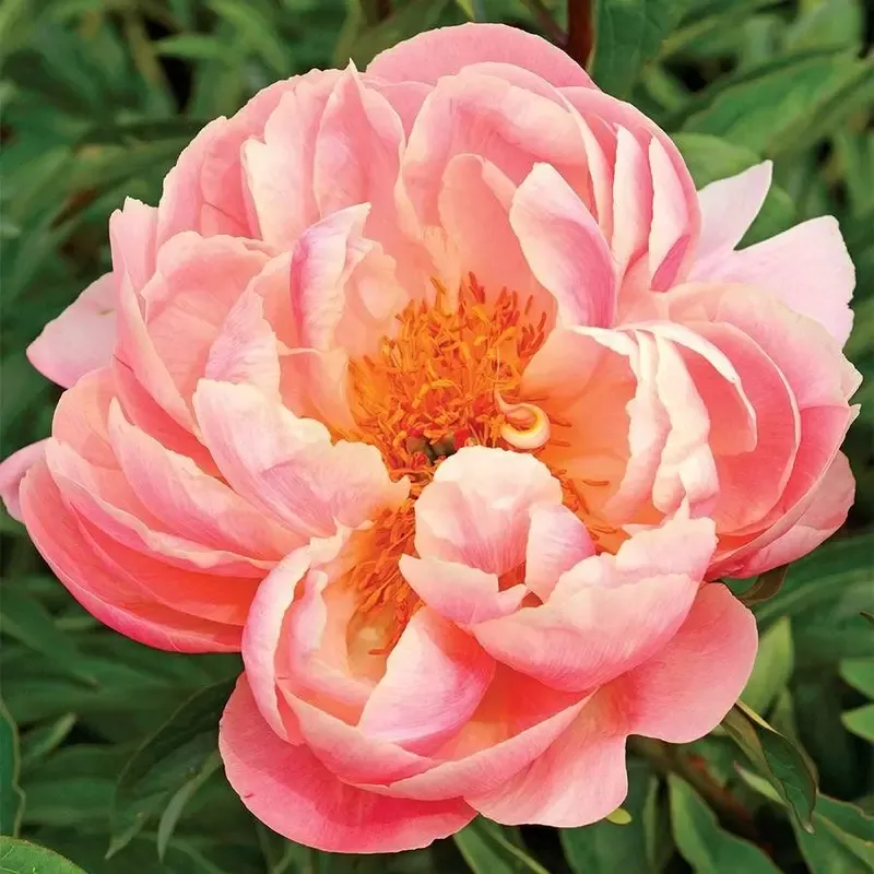‘Pink Hawaiian Coral’ Peony