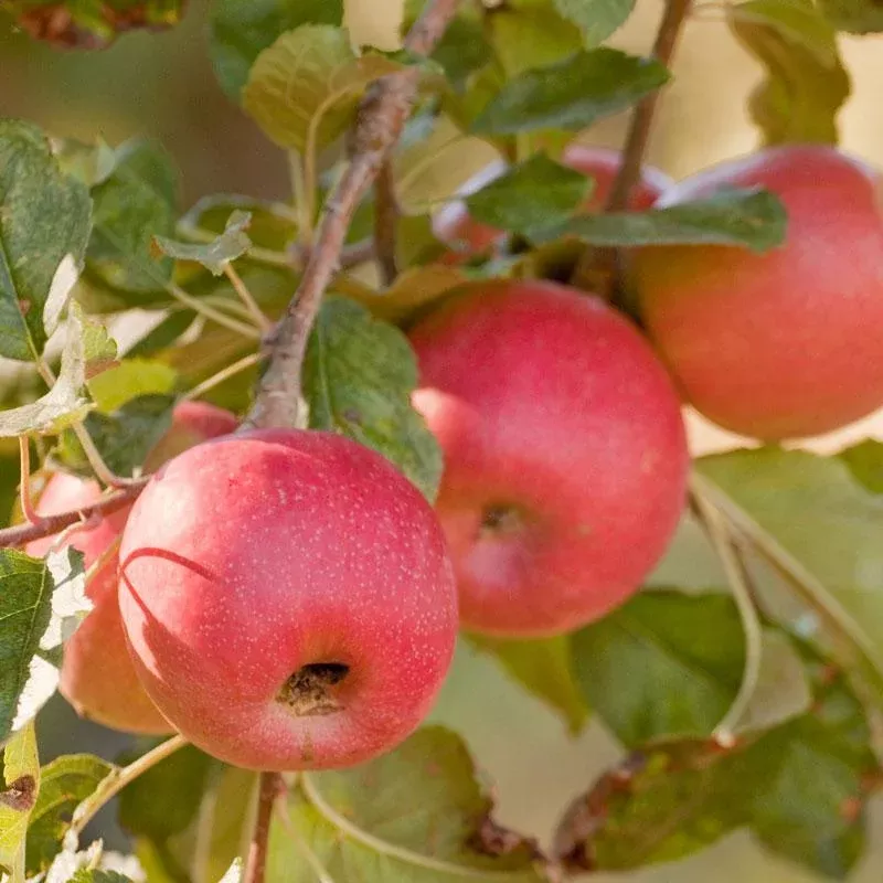 Pink Lady Apple Tree Potted (5 Gallon)