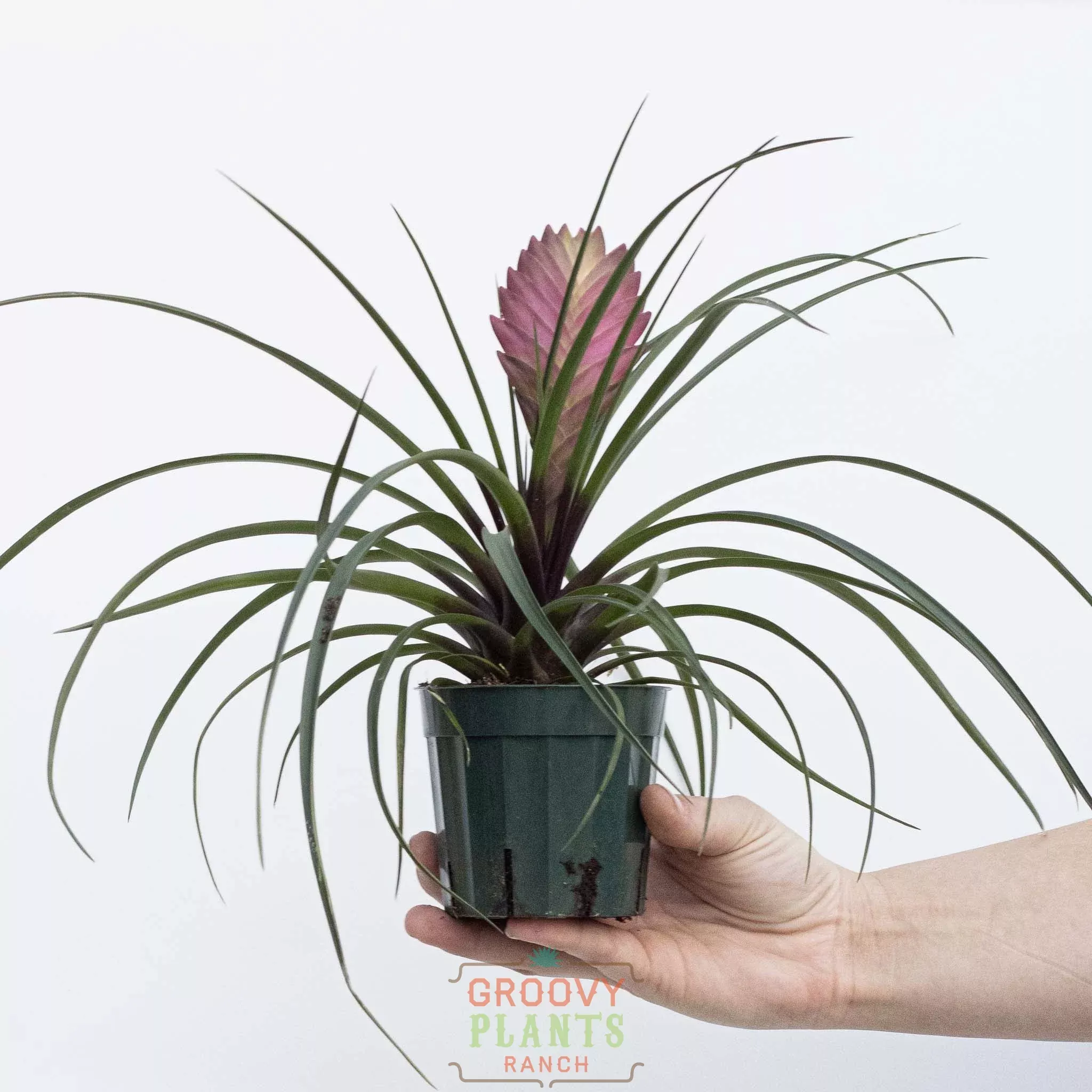 Pink Quill | Tillandsia Cyanea