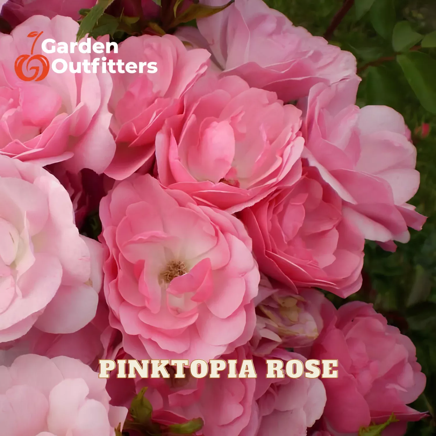 Pinktopia Rose (ROSE E.E. PINKTOPIA) – 2 gallon