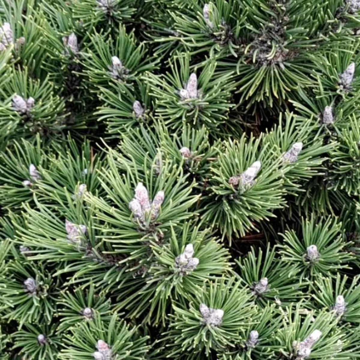 Pinus mugo subsp. uncinata COMPACTA