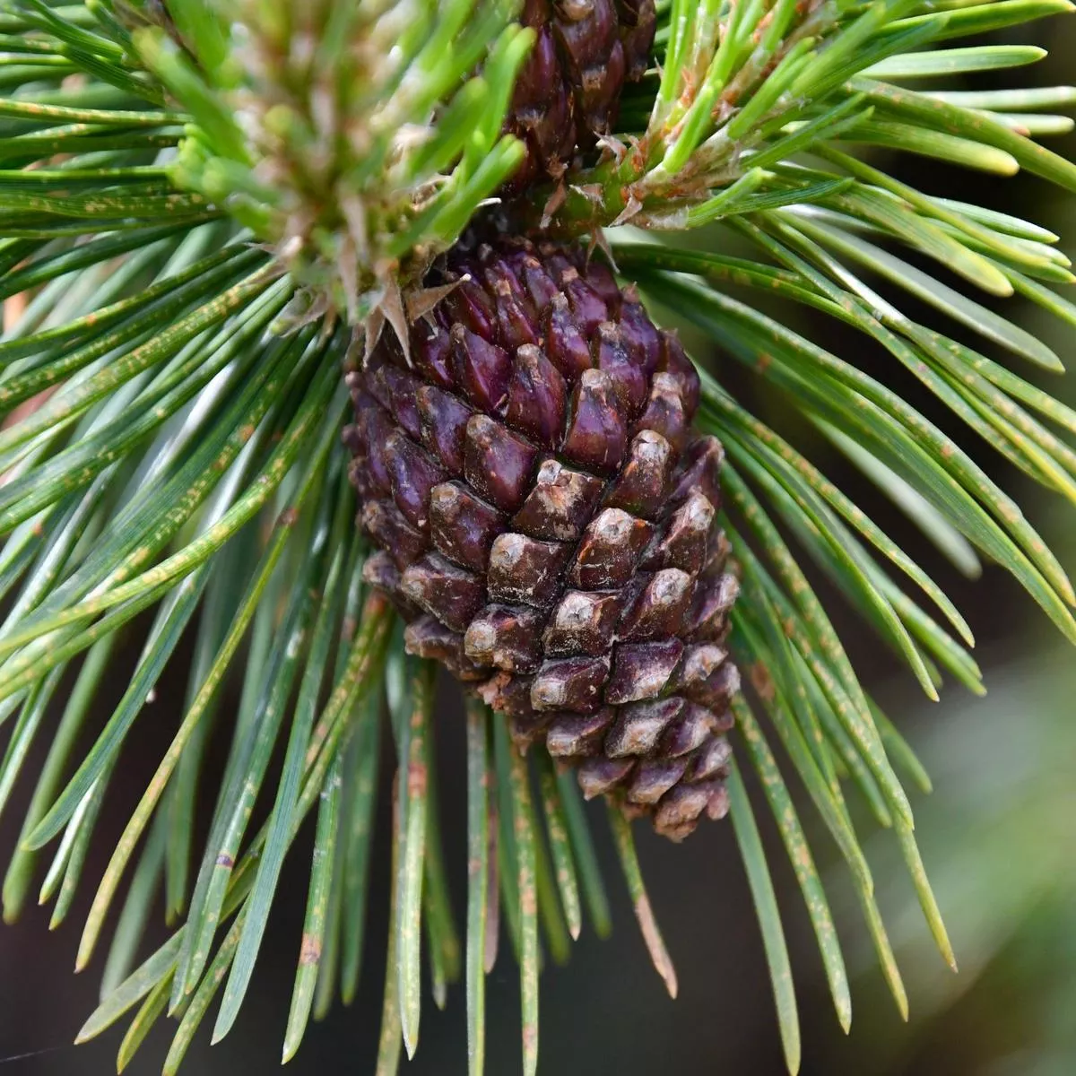 Pinus uncinata