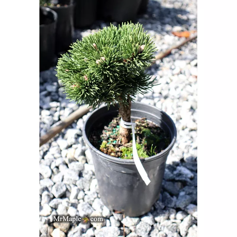 Pinusmugo ‘Jakobsen’