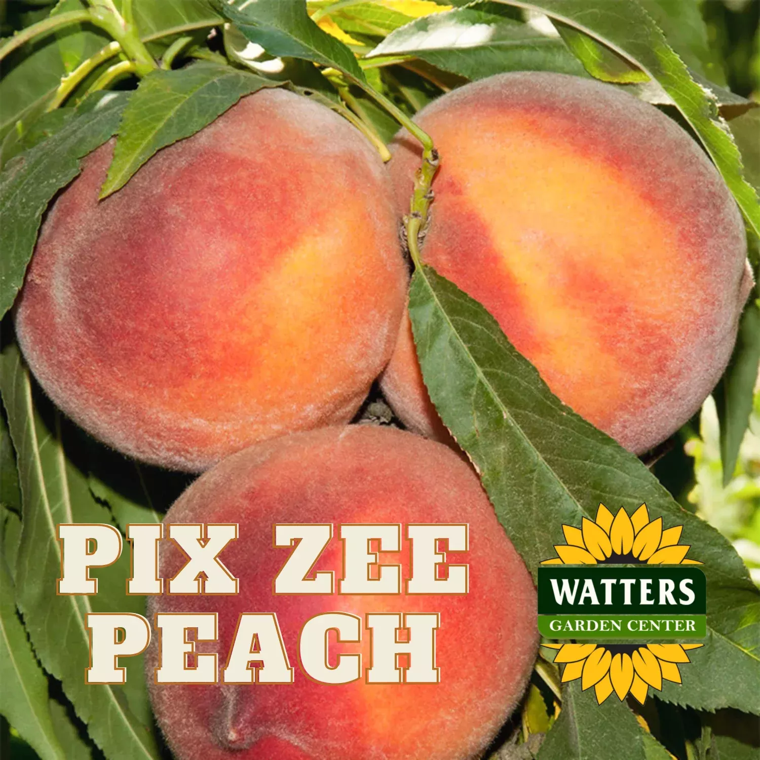 PIX ZEE PEACH TREE DWARF 7gal