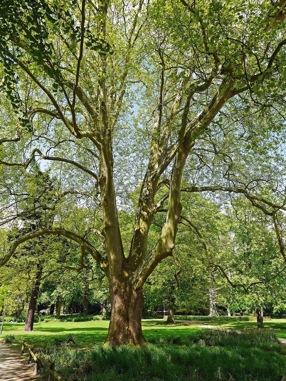 Platanus occidentalis | American sycamore