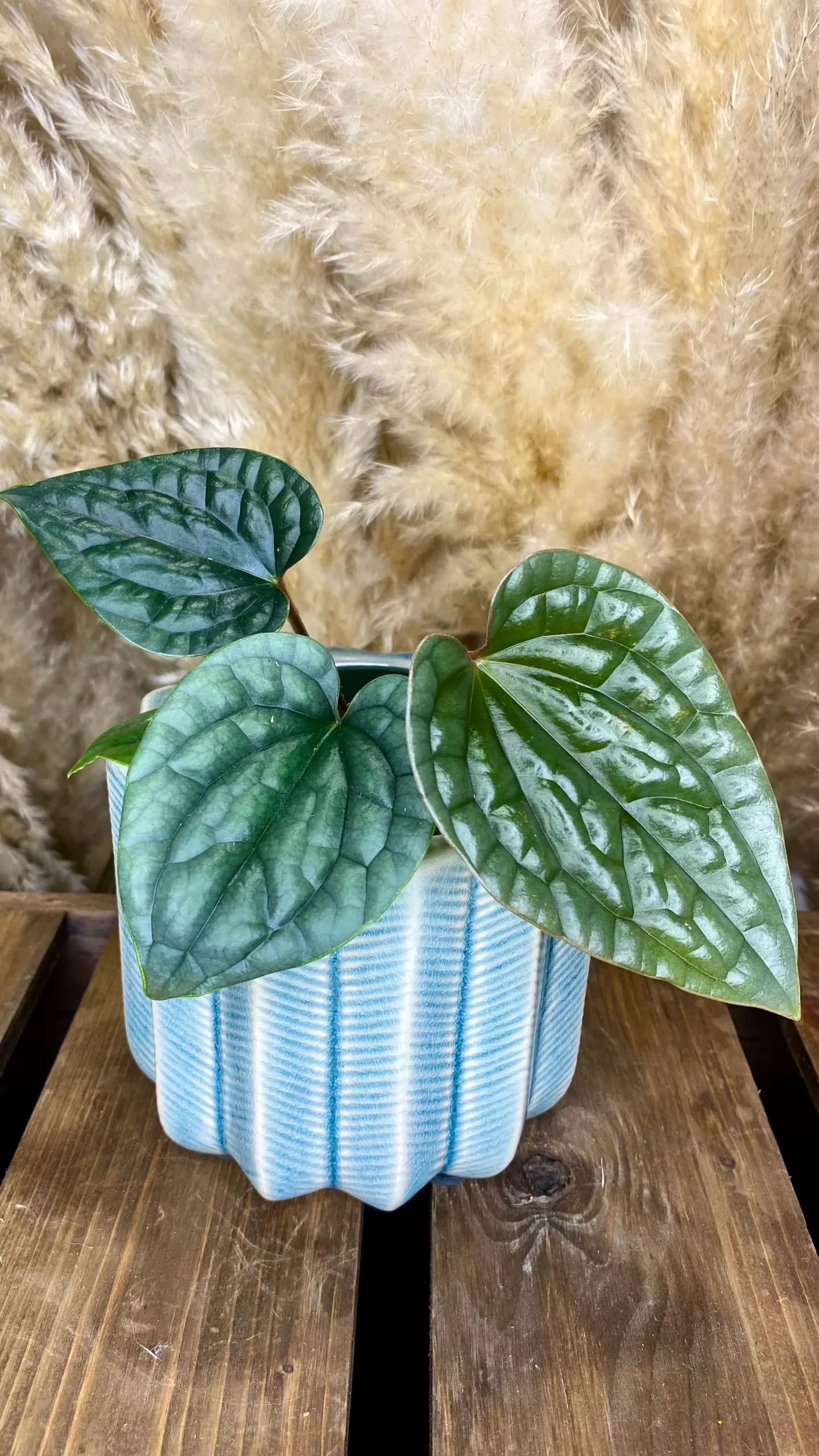 Platinum Luxurian 4″