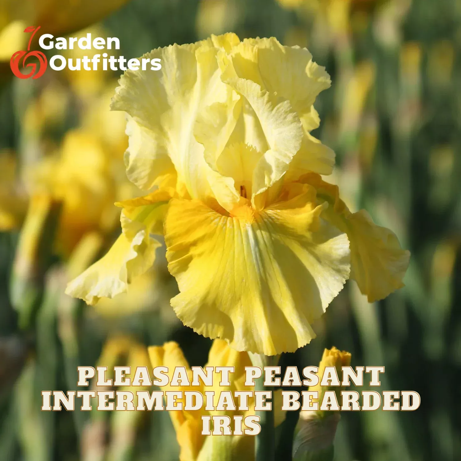 Pleasant Peasant Intermediate Bearded Iris (IRIS GERMANICA PLEASANT PEASANT) - 1 gallon