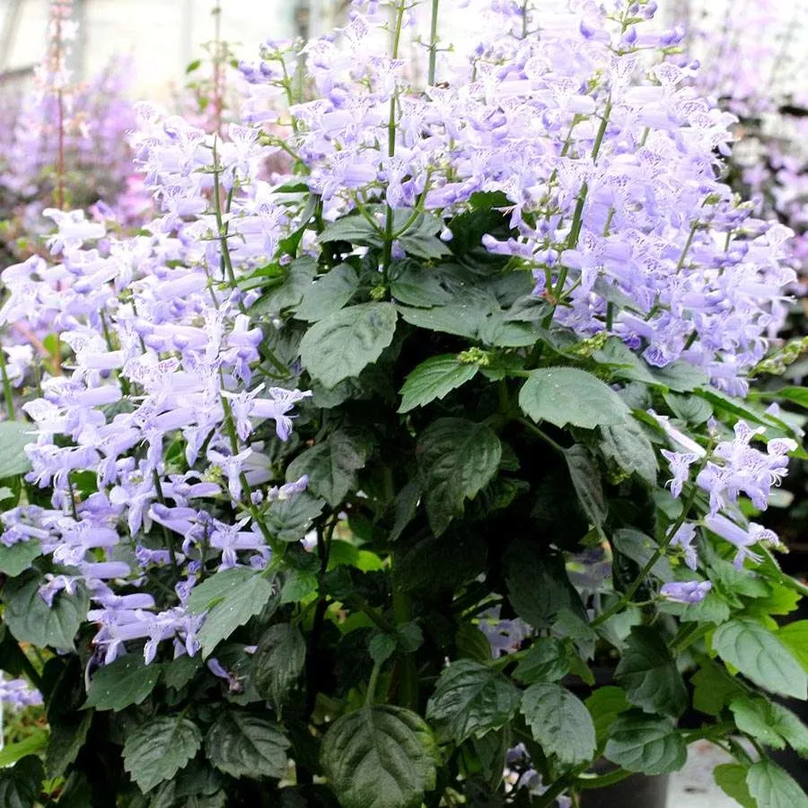 Plectranthus Velvet Idol