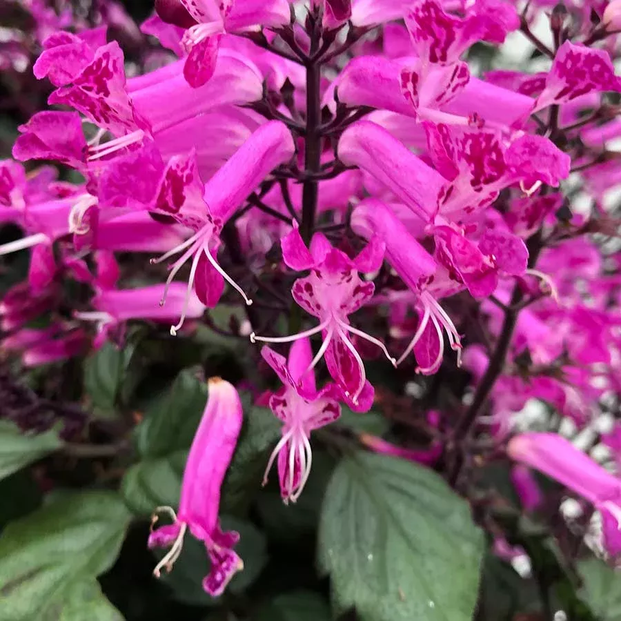 Plectranthus Velvet Starlet