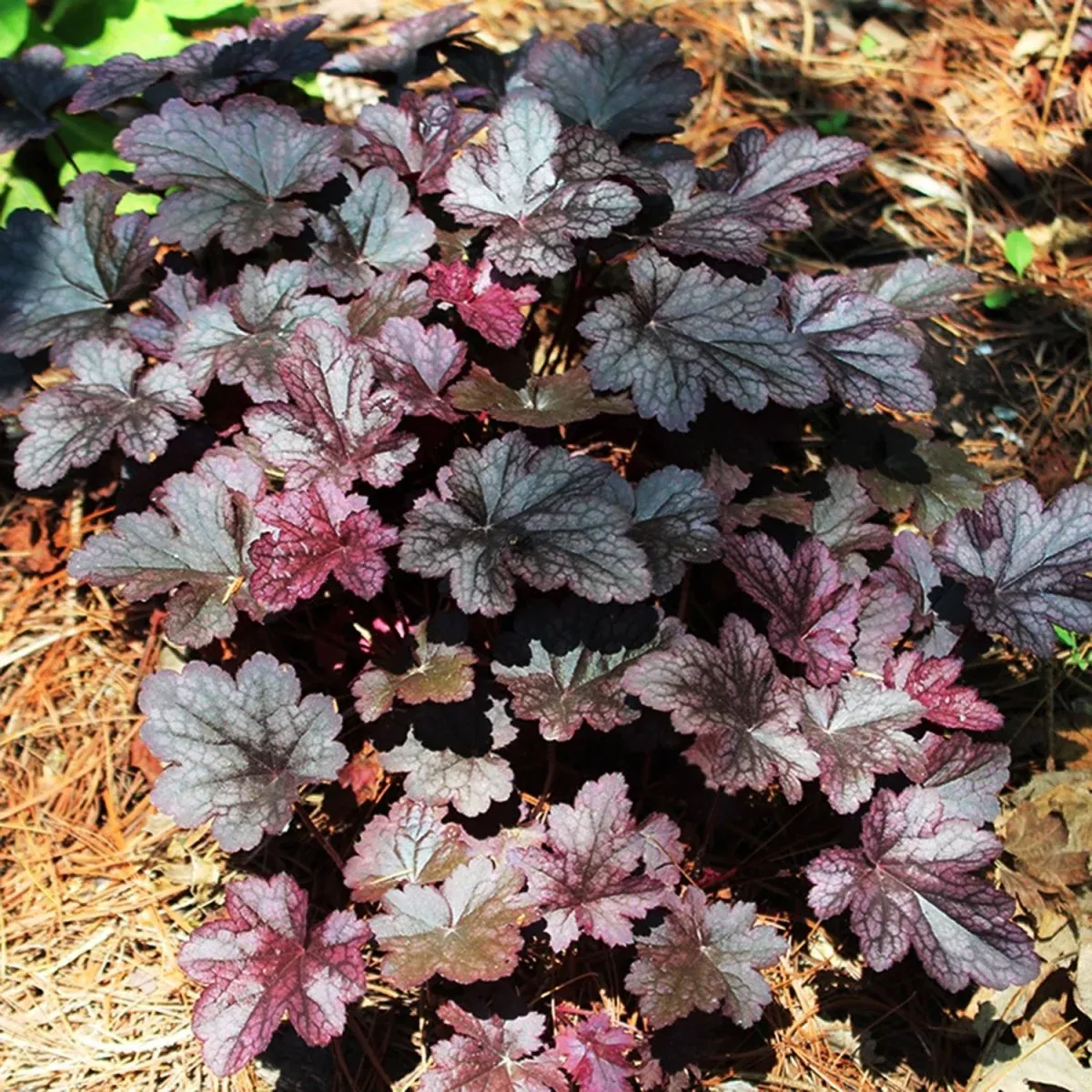 Plum Pudding Coral Bells