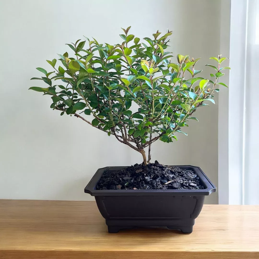 Pocomoke Crape Myrtle Bonsai – Deep Rose-Pink Dwarf Container Display (Lagerstroemia)