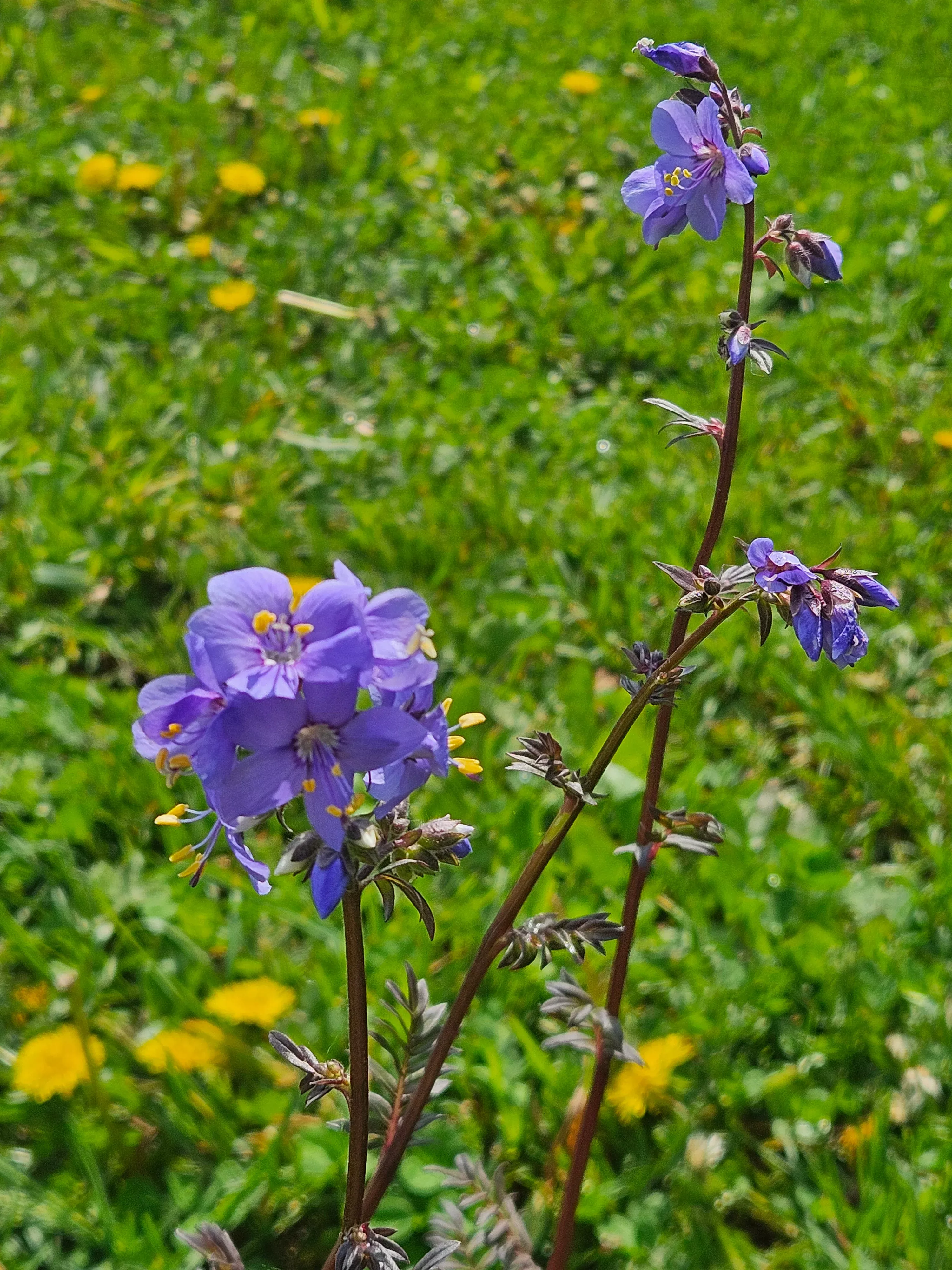 Polemonium yezoense 'Purple Rain' | Jacob's Ladder