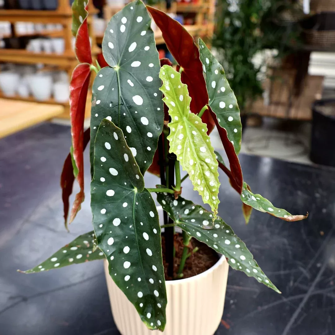 Polka Dot Angel Wing Begonia