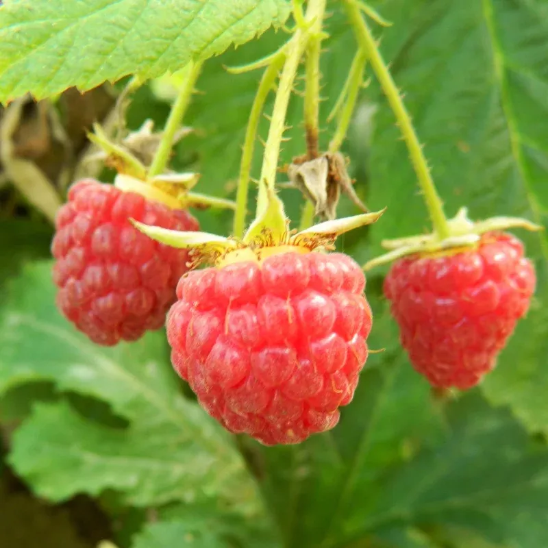 ‘Polka’ Raspberry Plants
