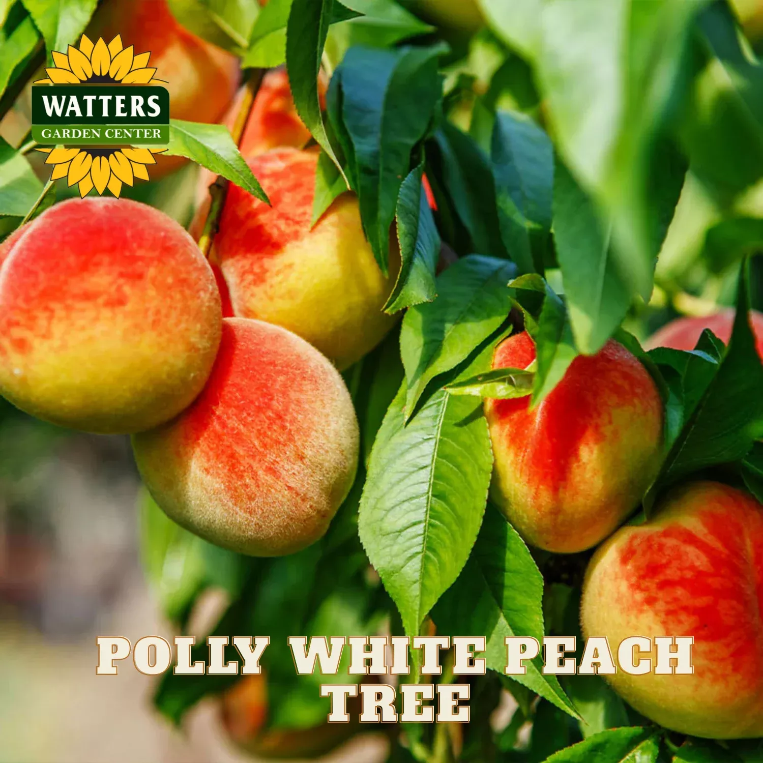 POLLY WHITE PEACH TREE 5gal