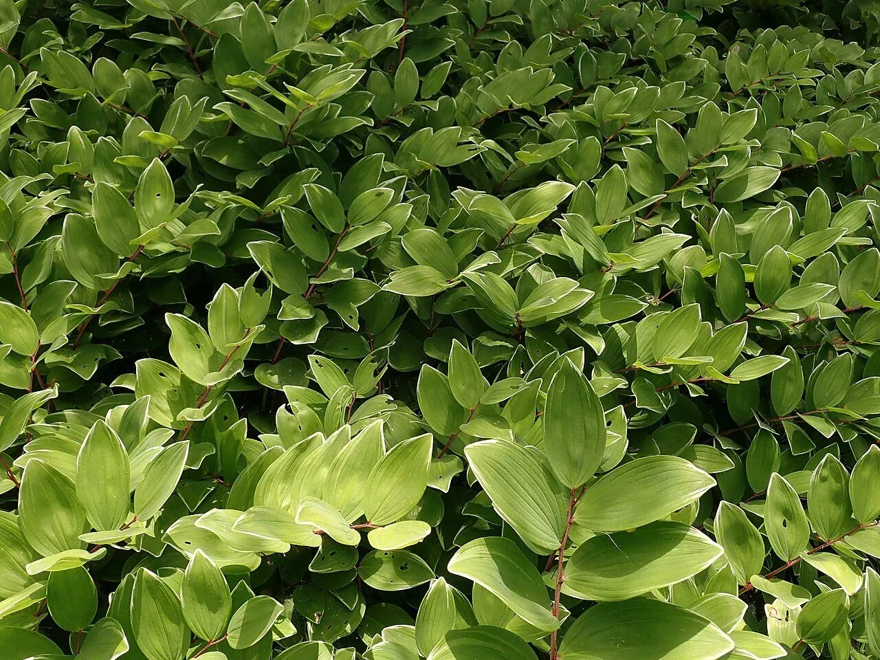 Polygonatum falcatum | Solomon's seal
