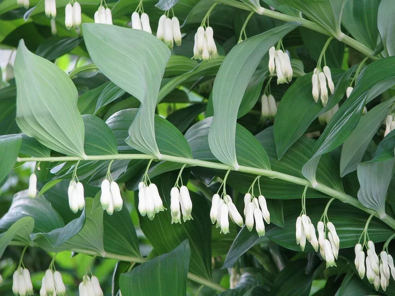 Polygonatum multiflorum | common Solomon’s seal