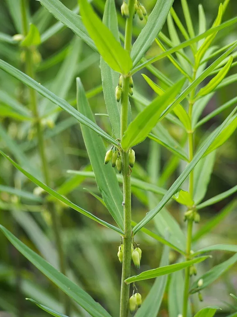 Polygonatum verticillatum | whorled Solomon’s seal