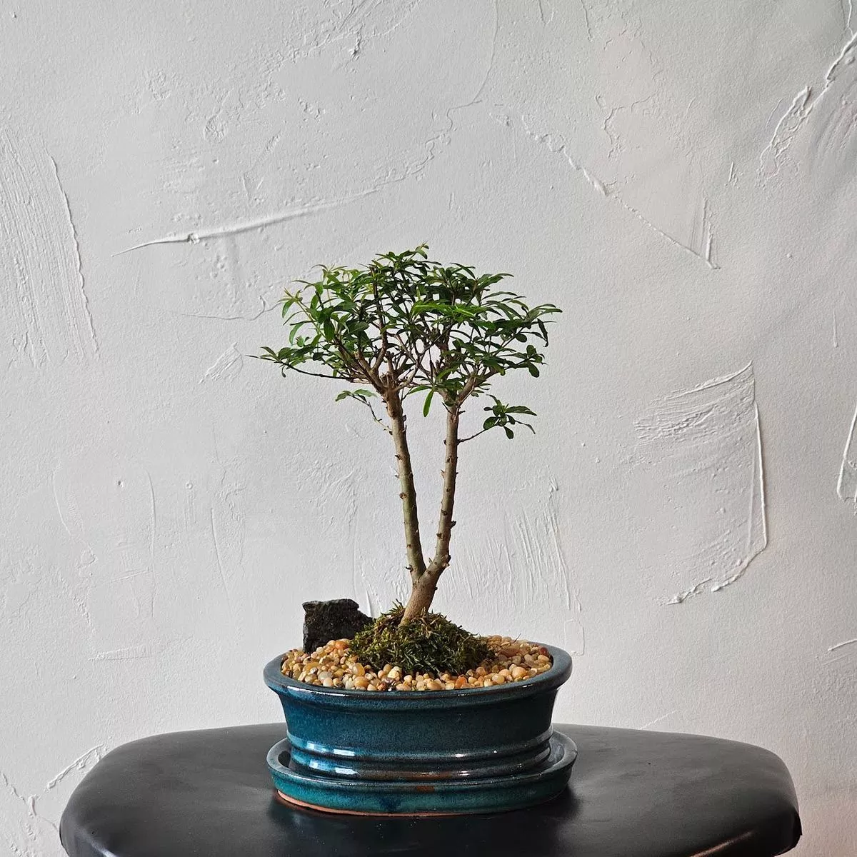 Pomegranate Bonsai Tree: Punica granatum – 7 inch Ceramic pot