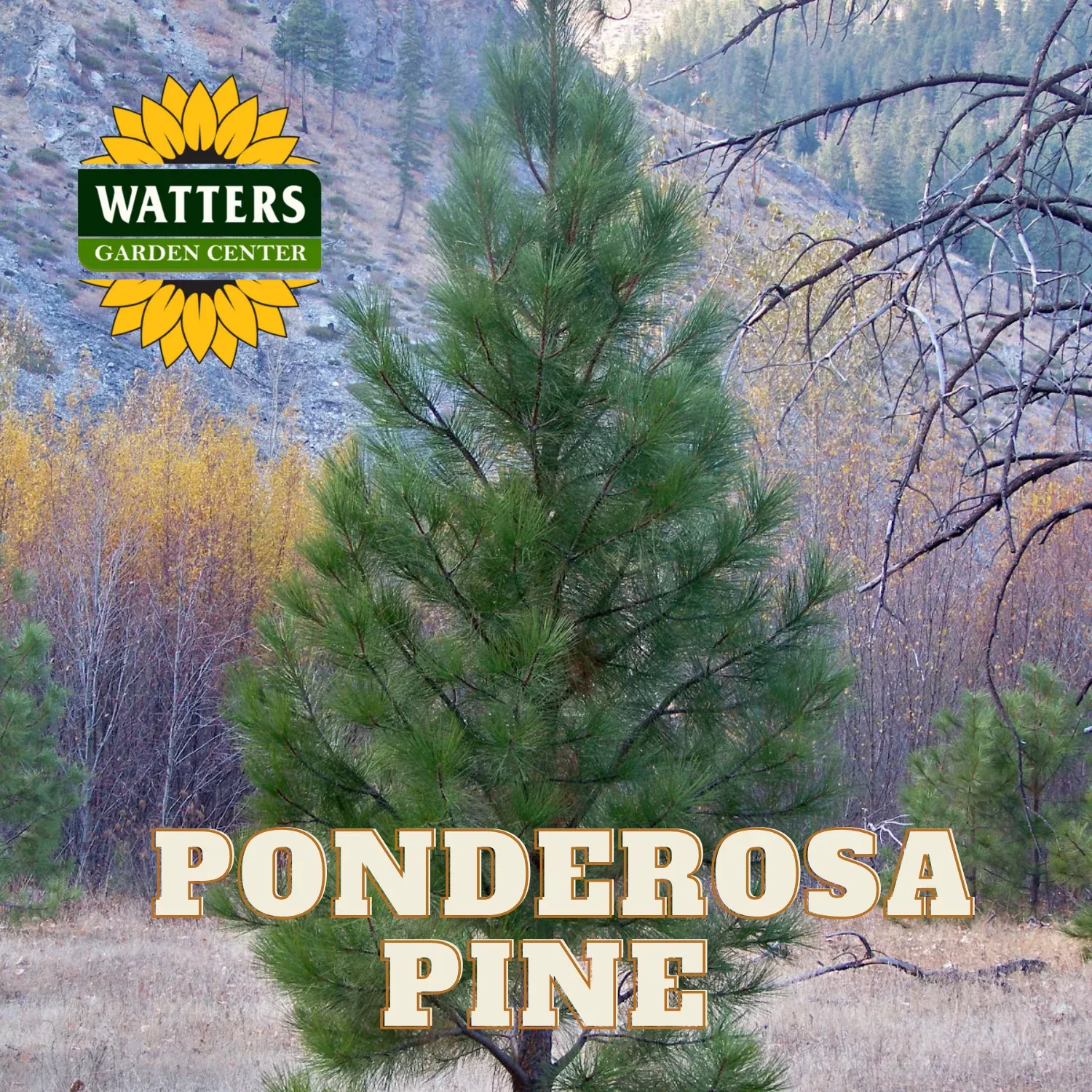 PONDEROSA PINE TREE 10gal