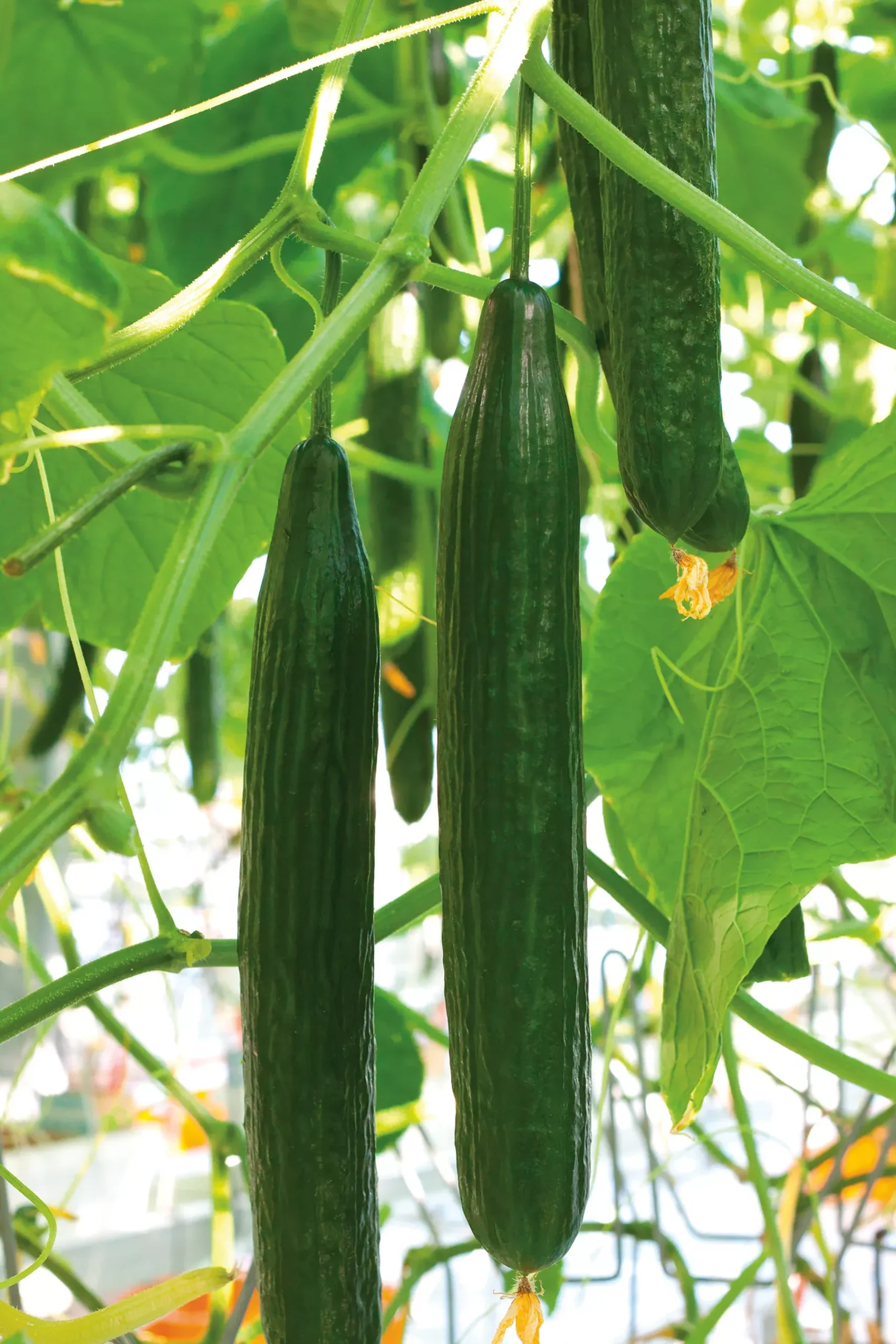 PonienteF1 Long Dutch Cucumber