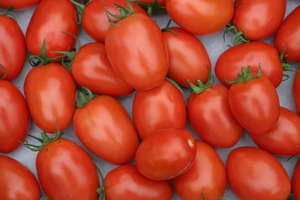 Pony Express Roma Tomato