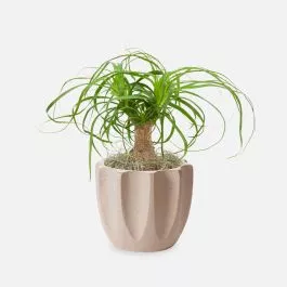 Ponytail Palm – Piccolo