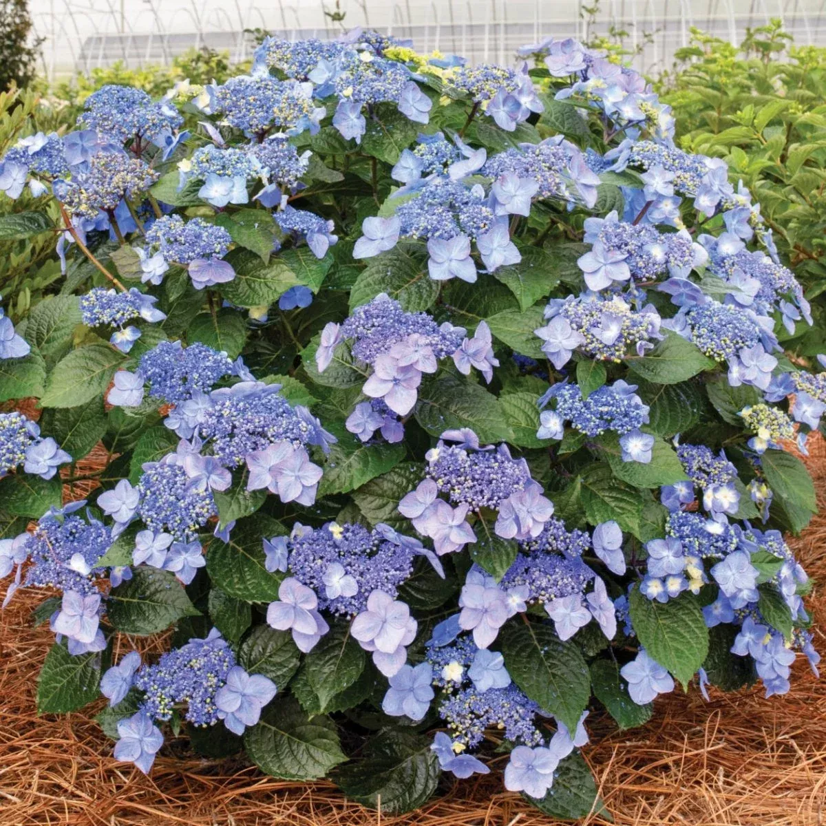 Pop Star - Endless Summer Hydrangea