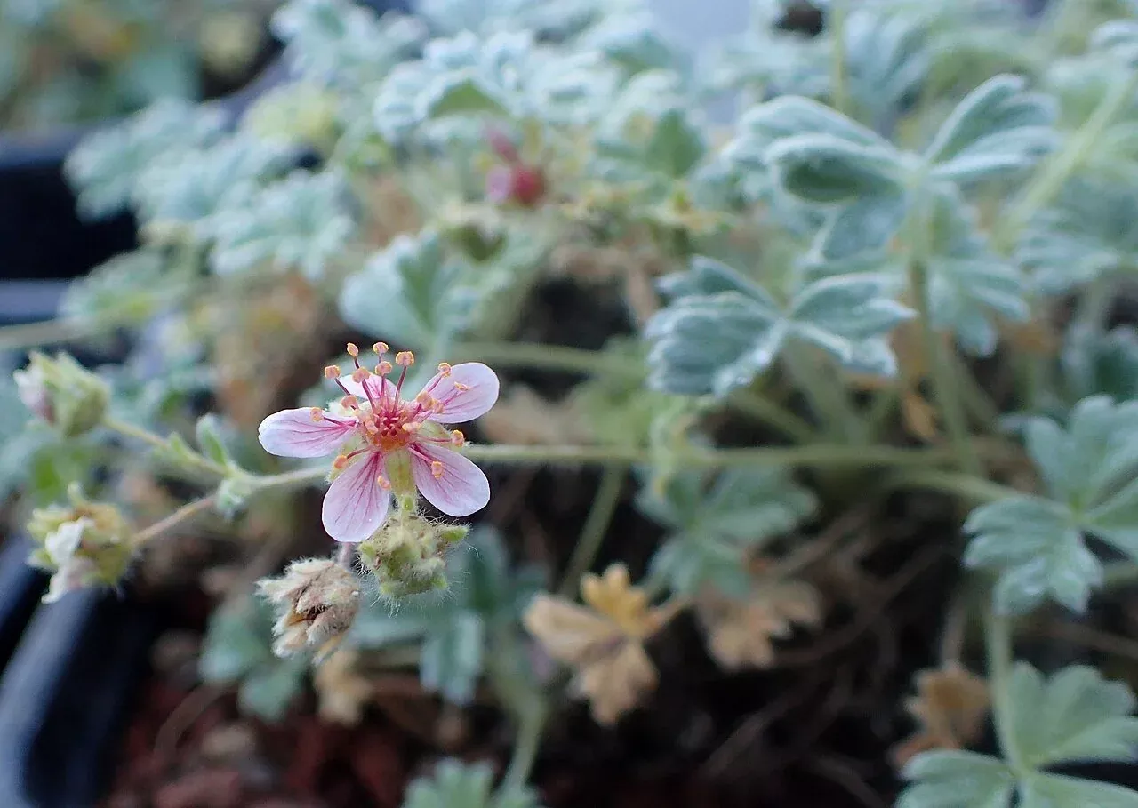 Potentilla porphyrantha | pink cinquefoil