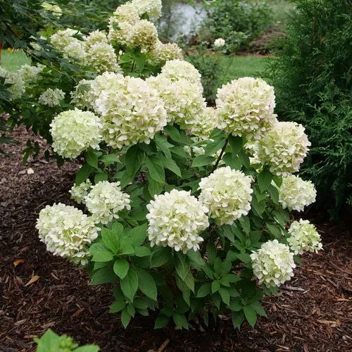 Powerball™ Panicle Hydrangea