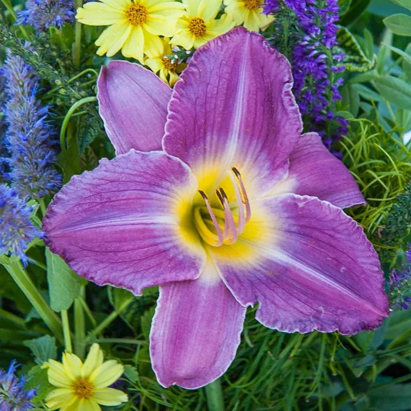 Prairie Blue Eyes Daylily