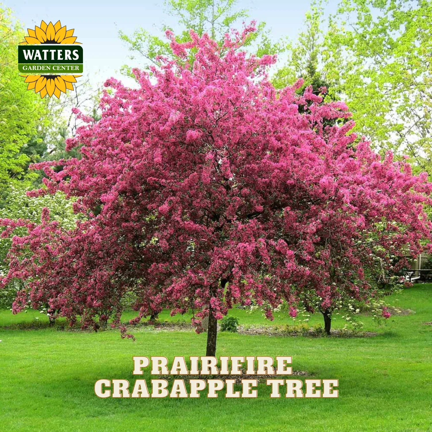 PRAIRIFIRE CRABAPPLE TREE 10gal