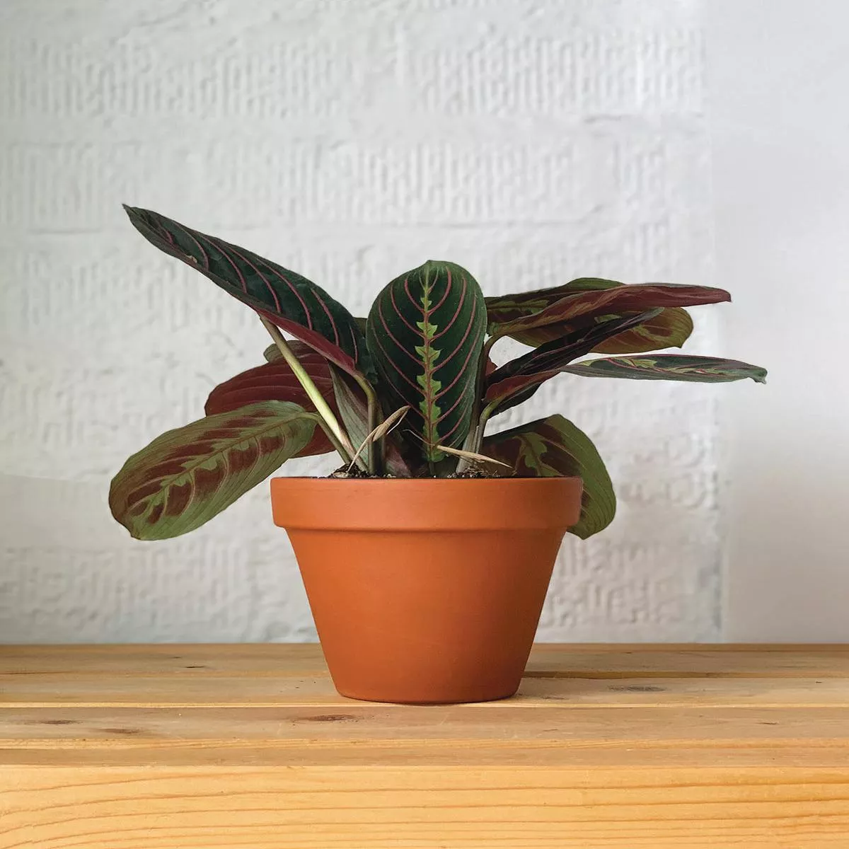 Prayer Plant – 4″