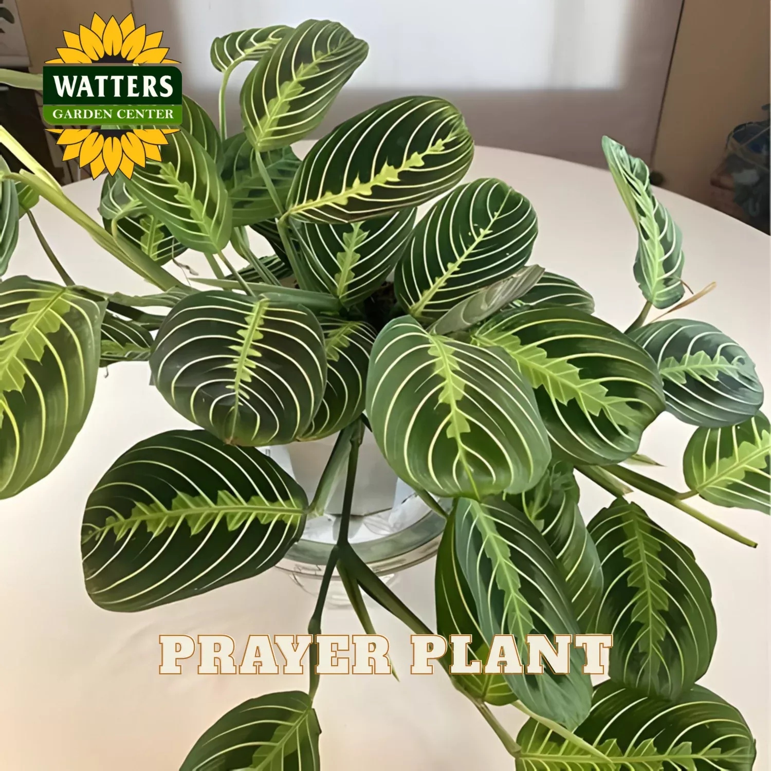 Prayer Plant