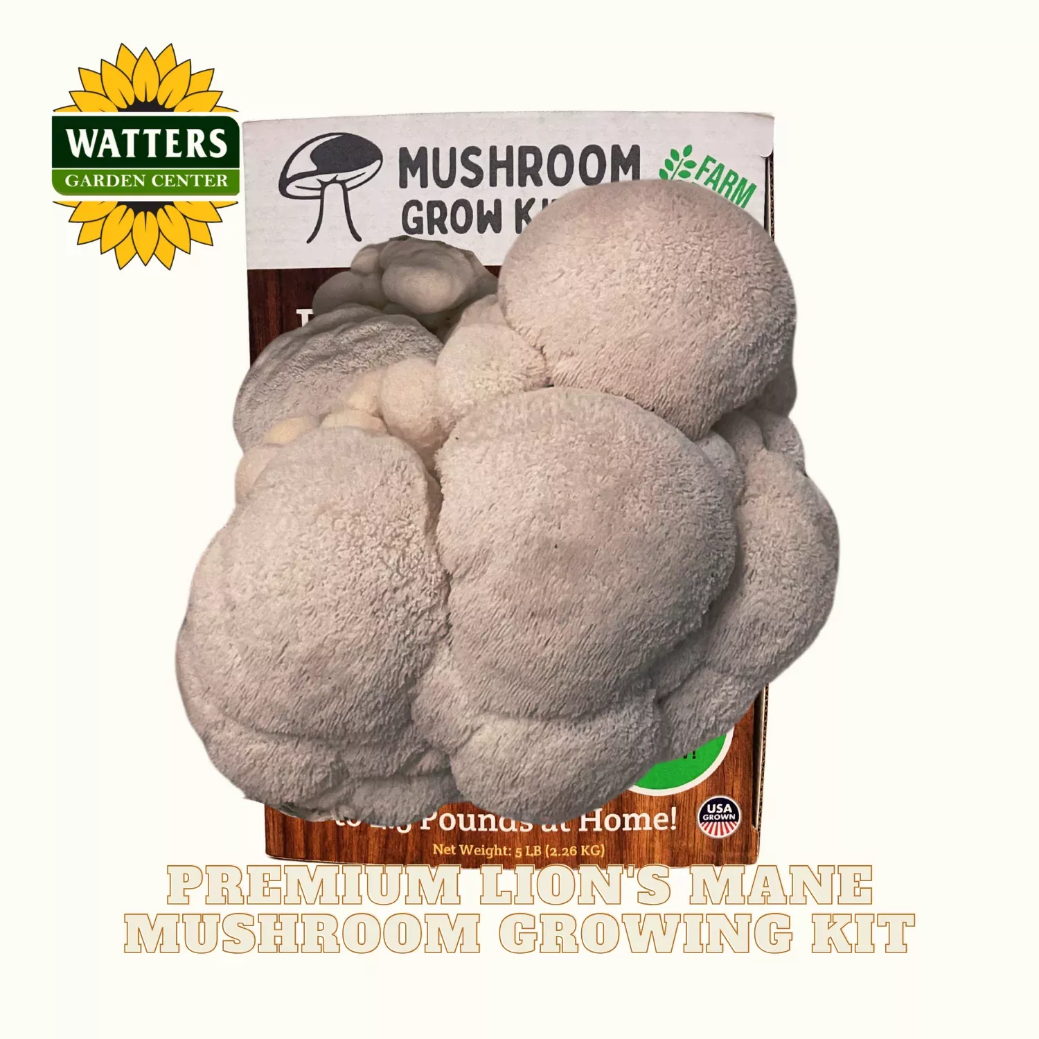 Premium Lion’s Mane Mushroom Growing Kit – 5 LBS