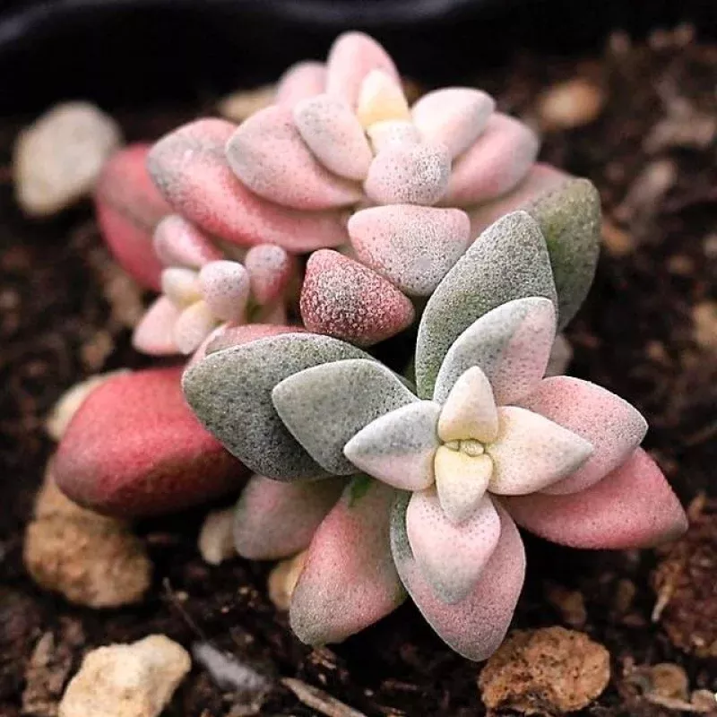 PRESALE Crassula Deltoidea, Variegata