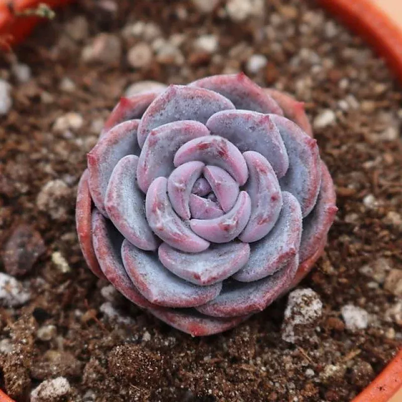 PRESALE Echeveria 'Erina' Hybrid (Not so Random)