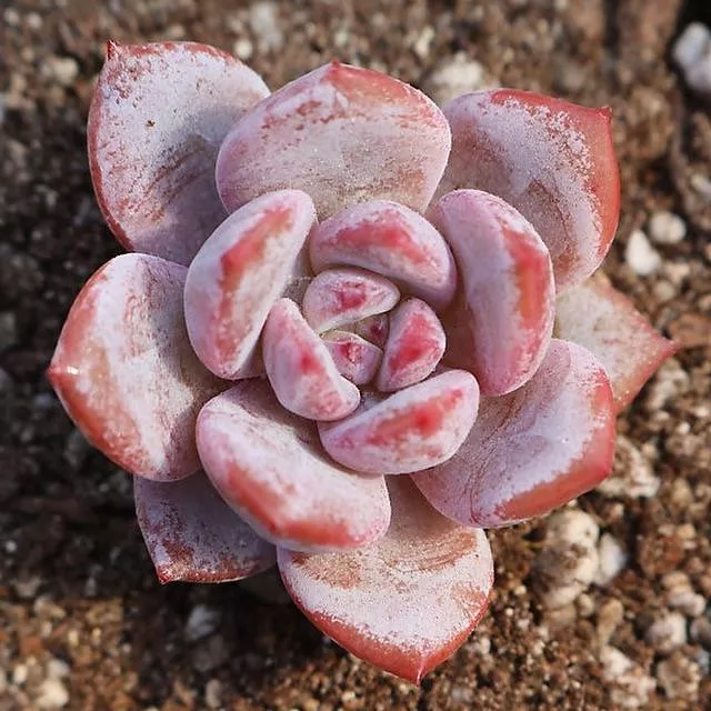PRESALE Echeveria Misty, (Not so Random)