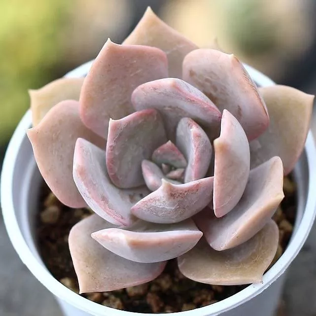 PRESALE Echeveria 'Superbum X'