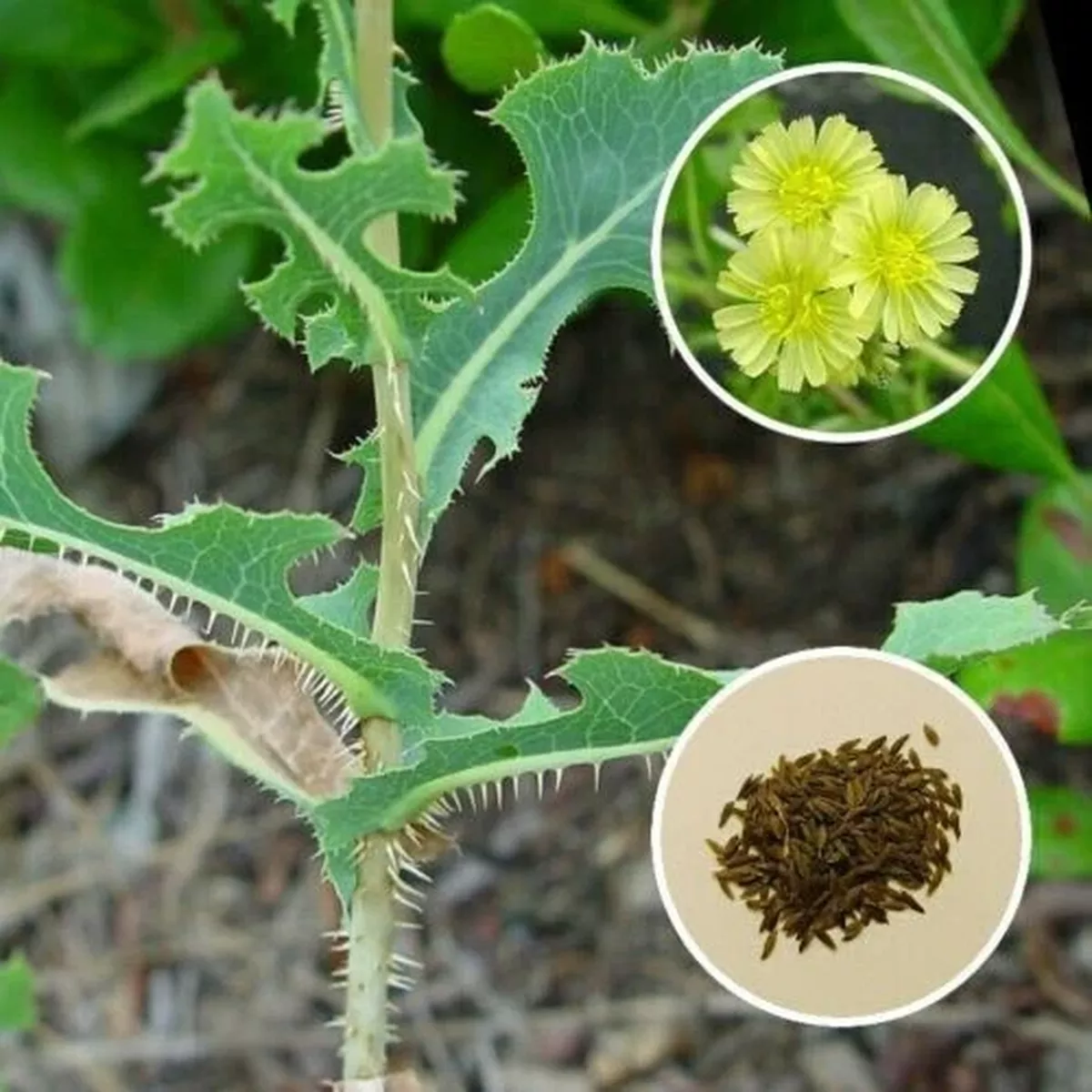 Prickly Lettuce (Lactuca serriola) Seeds