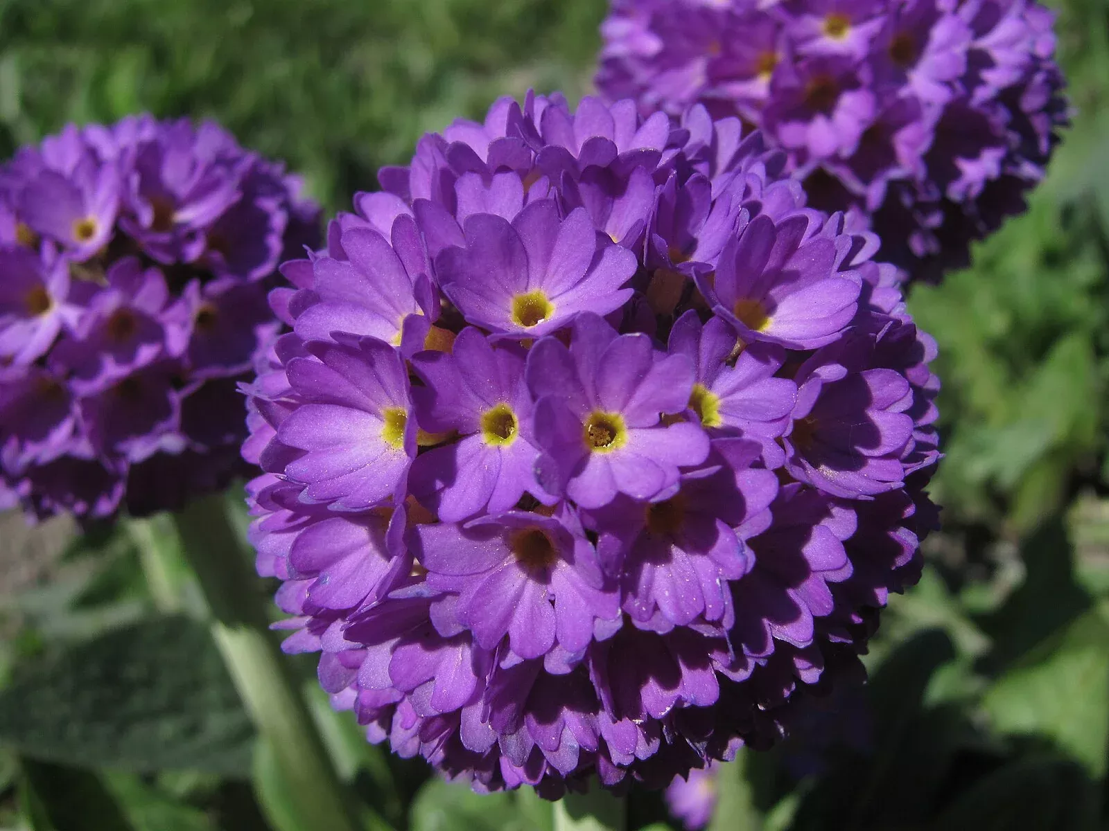 Primula denticulata | drumstick primula