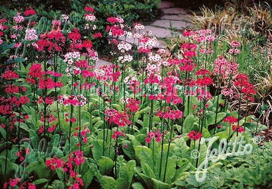 Primula japonica ‘Deluxe Mixture’ | candelabra primrose