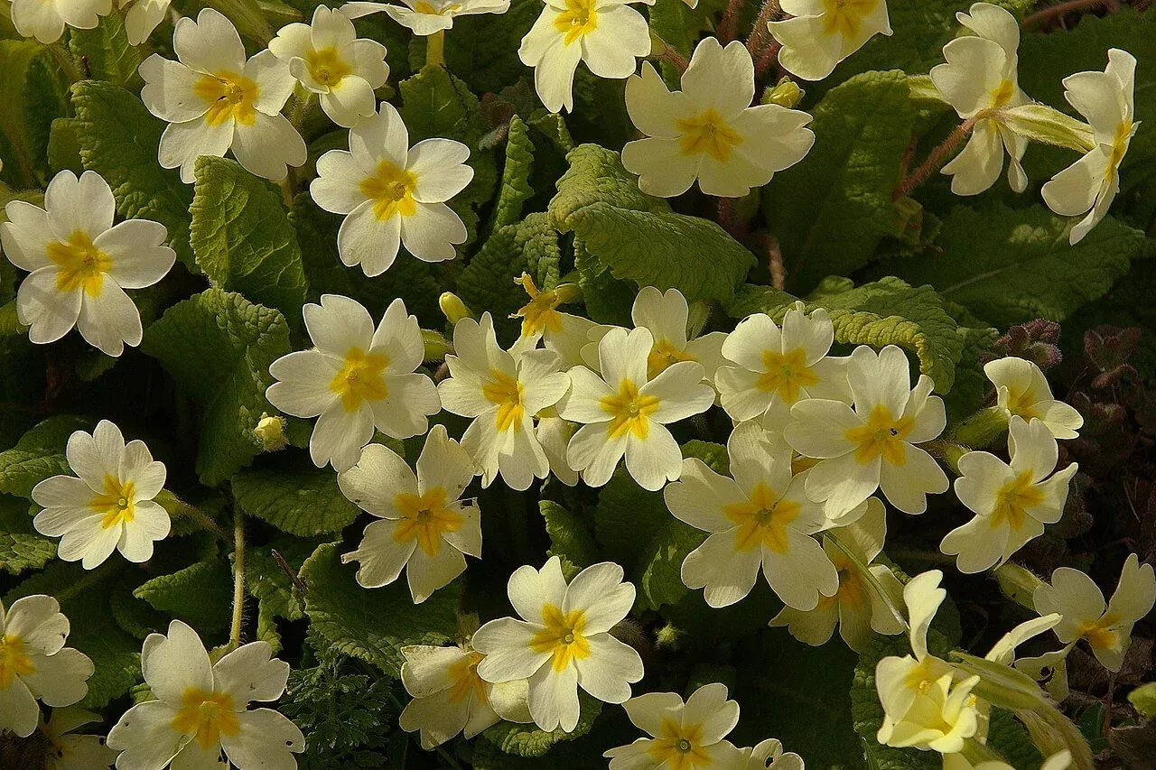 Primula vulgaris | common primrose