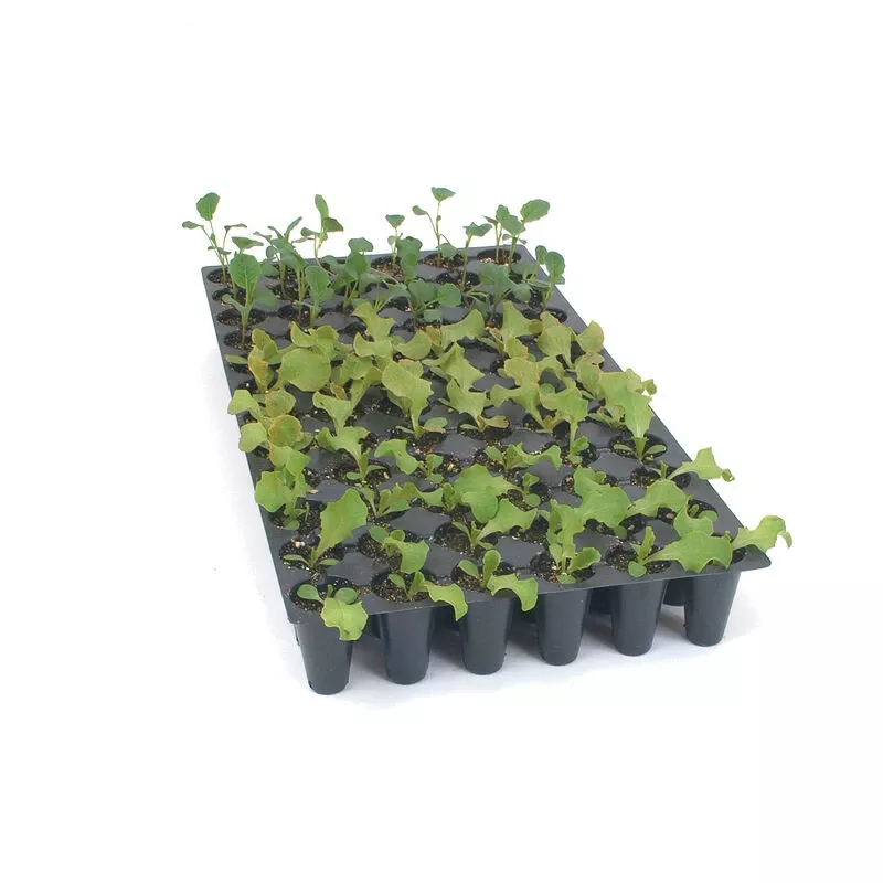 Pro-Tray 72 Cell Flats – 100 Count