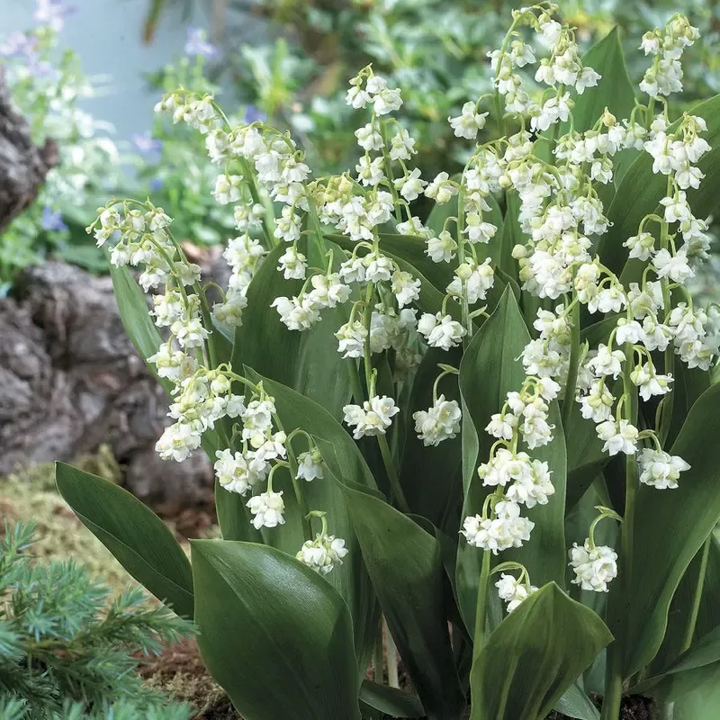 ‘Prolificans’ Lily-of-the-Valley
