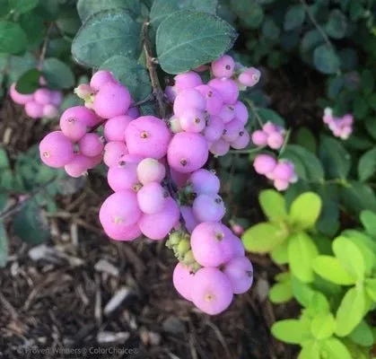 Proud Berry Coralberry