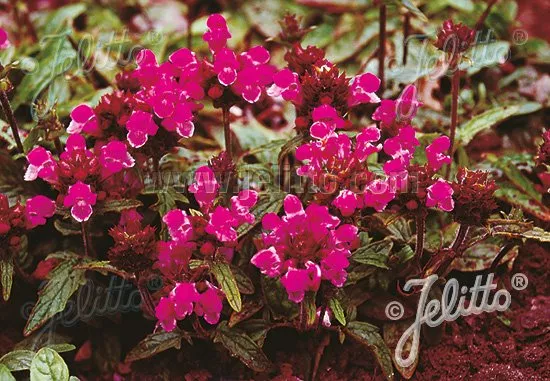 Prunella grandiflora 'Rubra' | self-heal