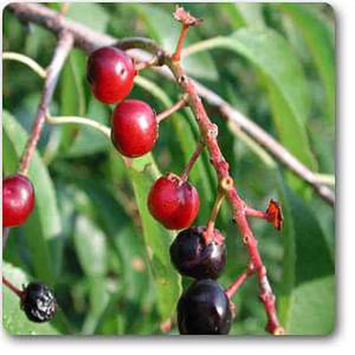 Prunus serotina – Plant – Default Title